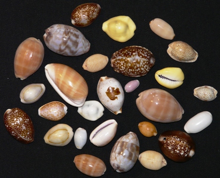 Small Cowries of NEA